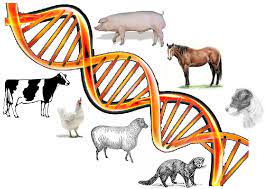 Applied animal breeding and genetics for different species